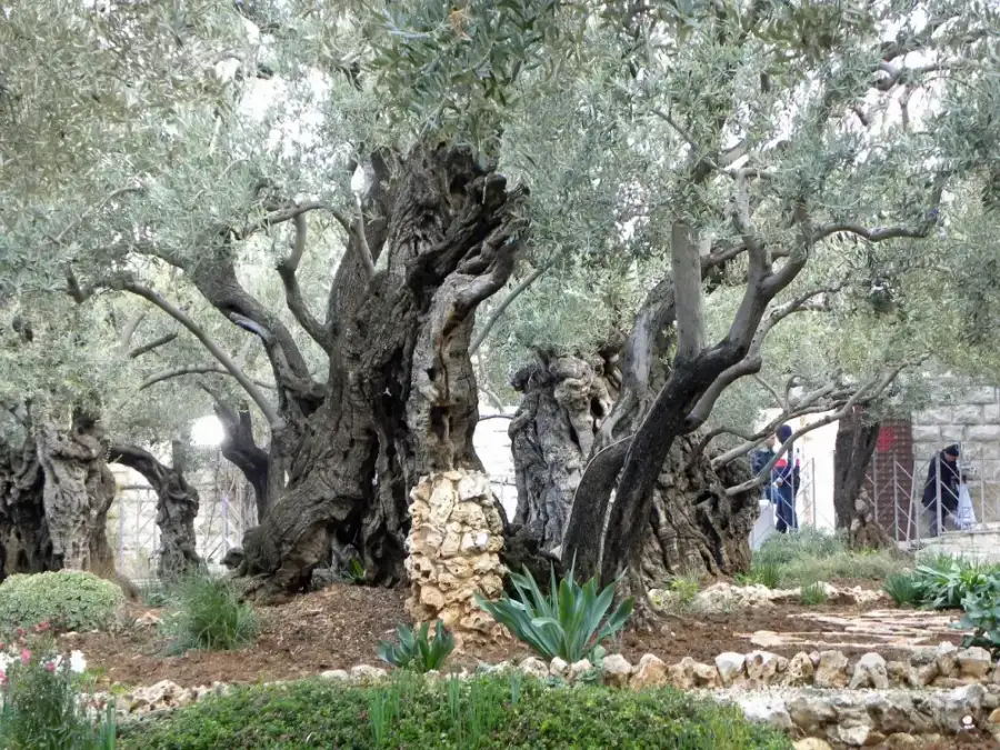 Olivos ancianos dentro del Jardín de Getsemaní al pie del Monte de los Olivos, Jerusalén